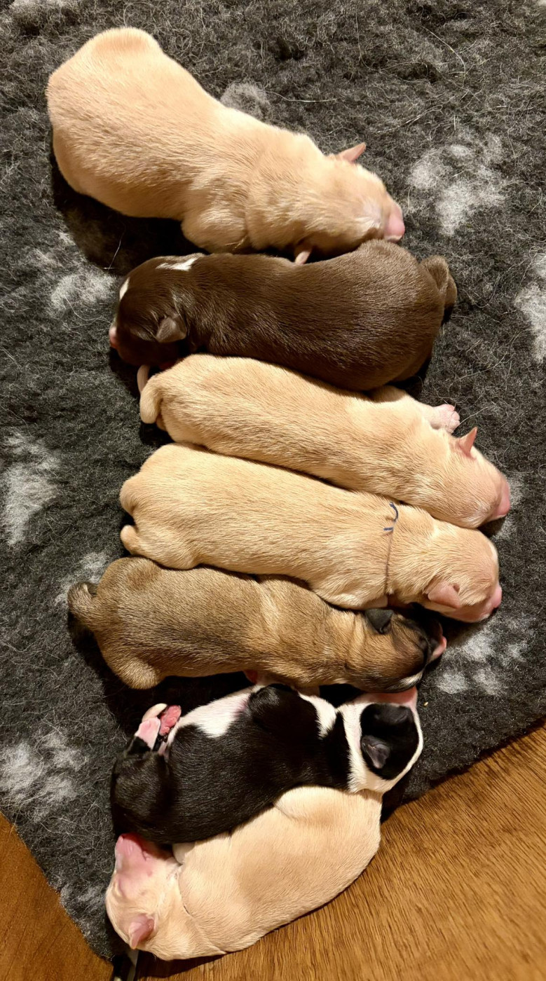 Chiot Berger islandais Edli Lifsins