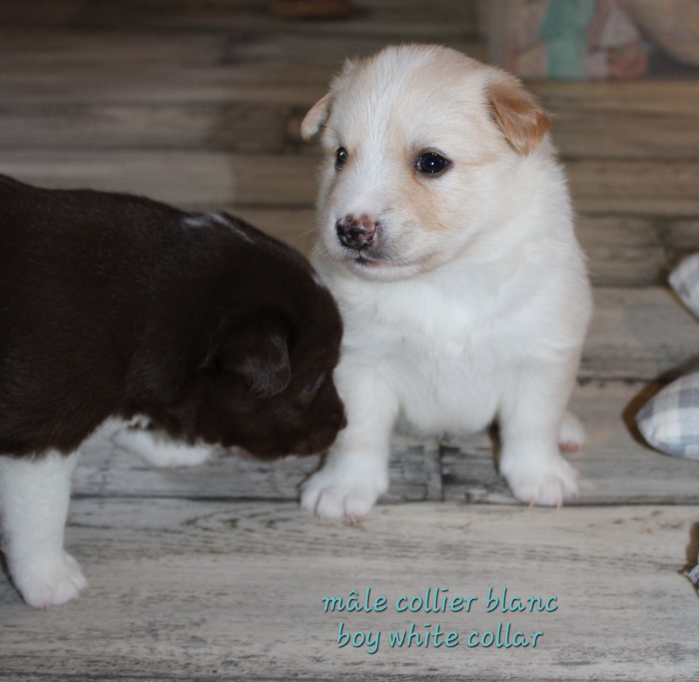 Edli Lifsins - Chiots disponibles - Berger islandais