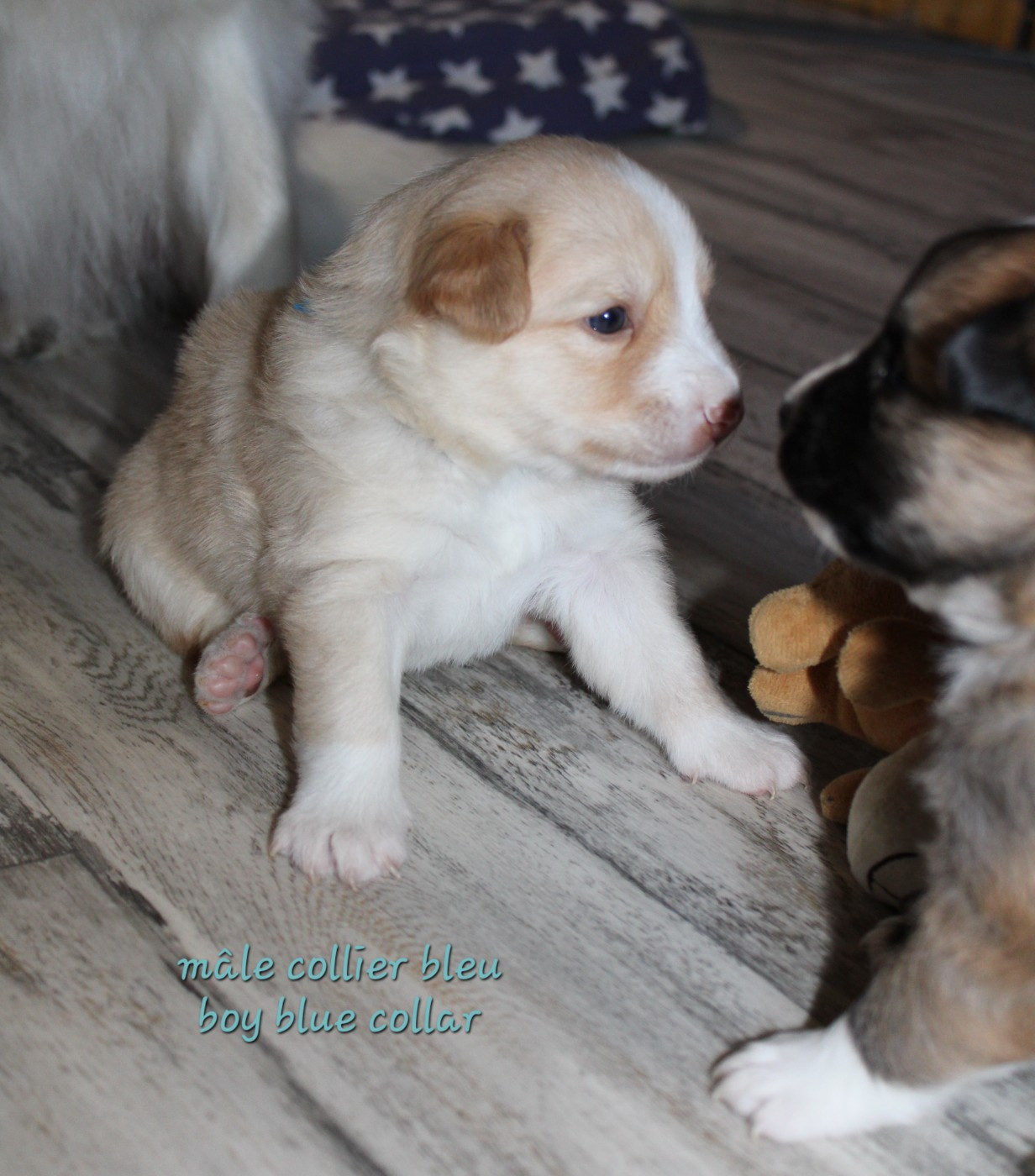 Edli Lifsins - Chiots disponibles - Berger islandais