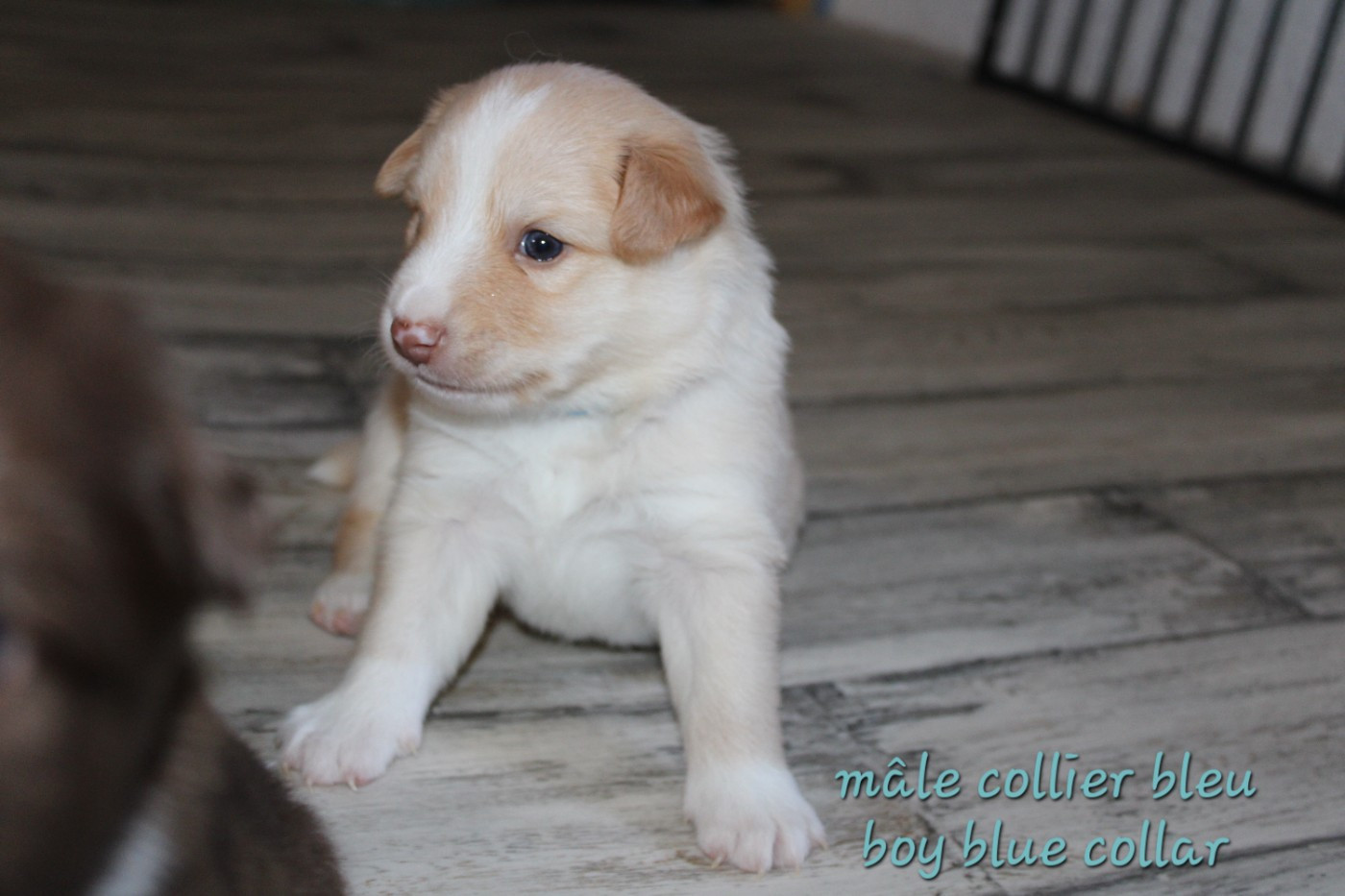 Edli Lifsins - Chiots disponibles - Berger islandais
