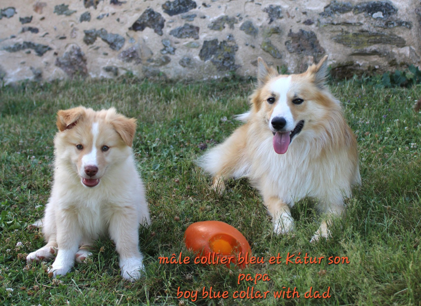 Chiot Berger islandais Edli Lifsins