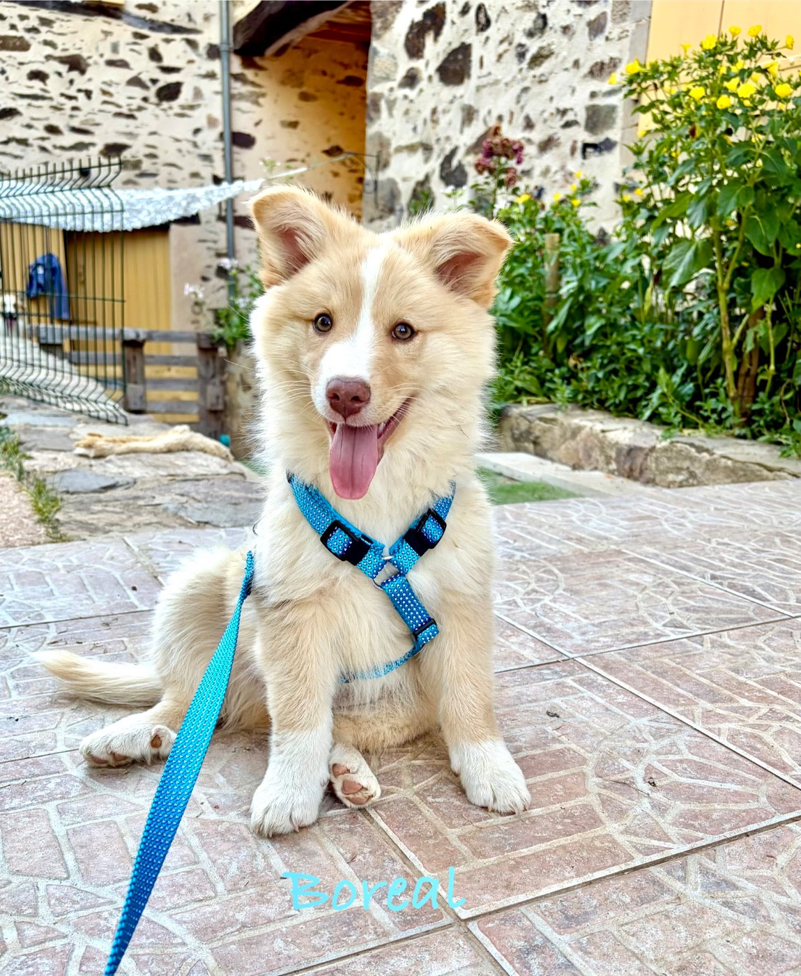 Edli Lifsins - Chiots disponibles - Berger islandais