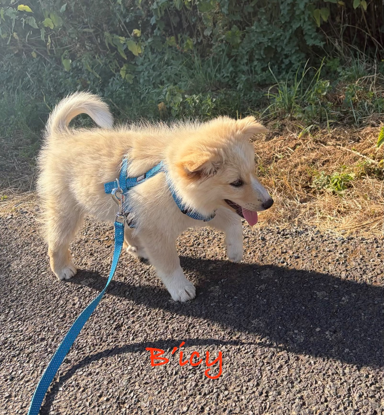 Edli Lifsins - Chiots disponibles - Berger islandais