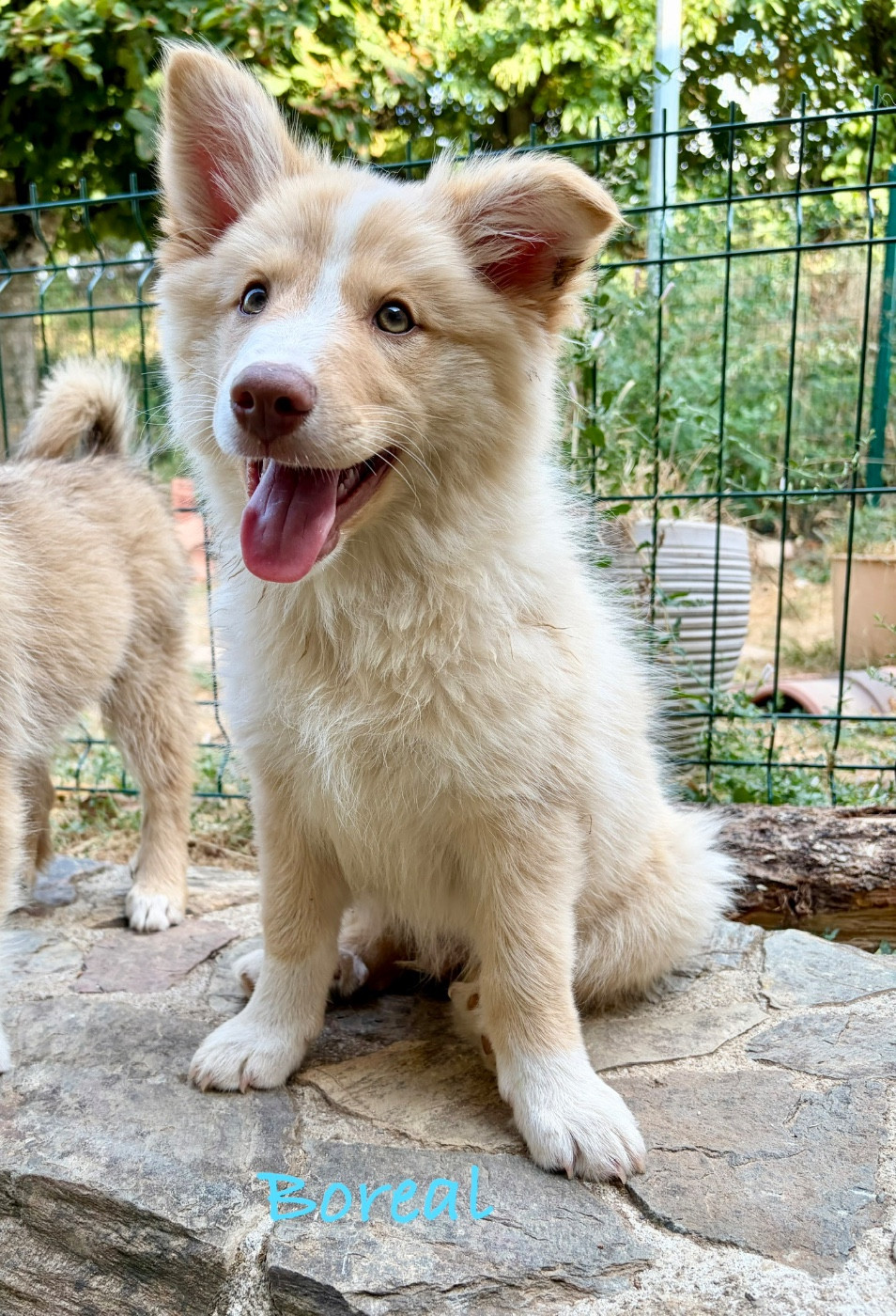 Edli Lifsins - Chiots disponibles - Berger islandais