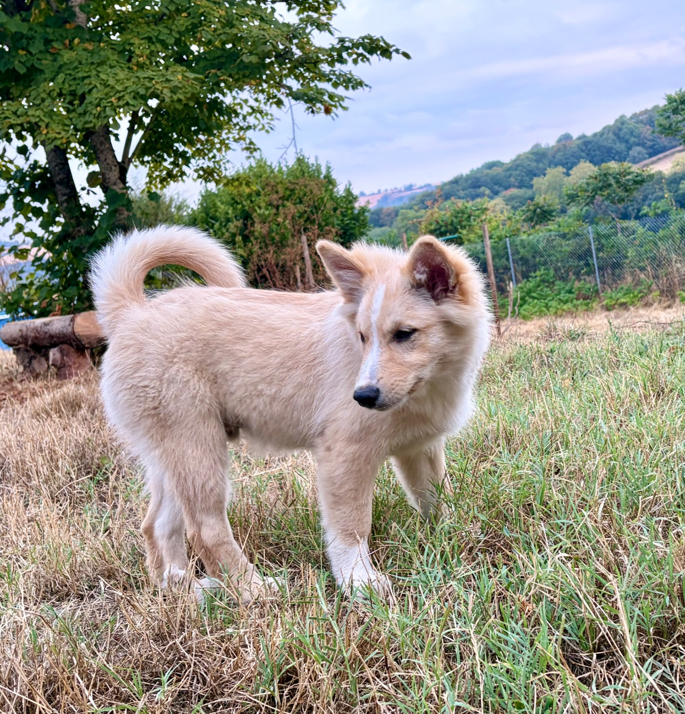 Edli Lifsins - Chiots disponibles - Berger islandais