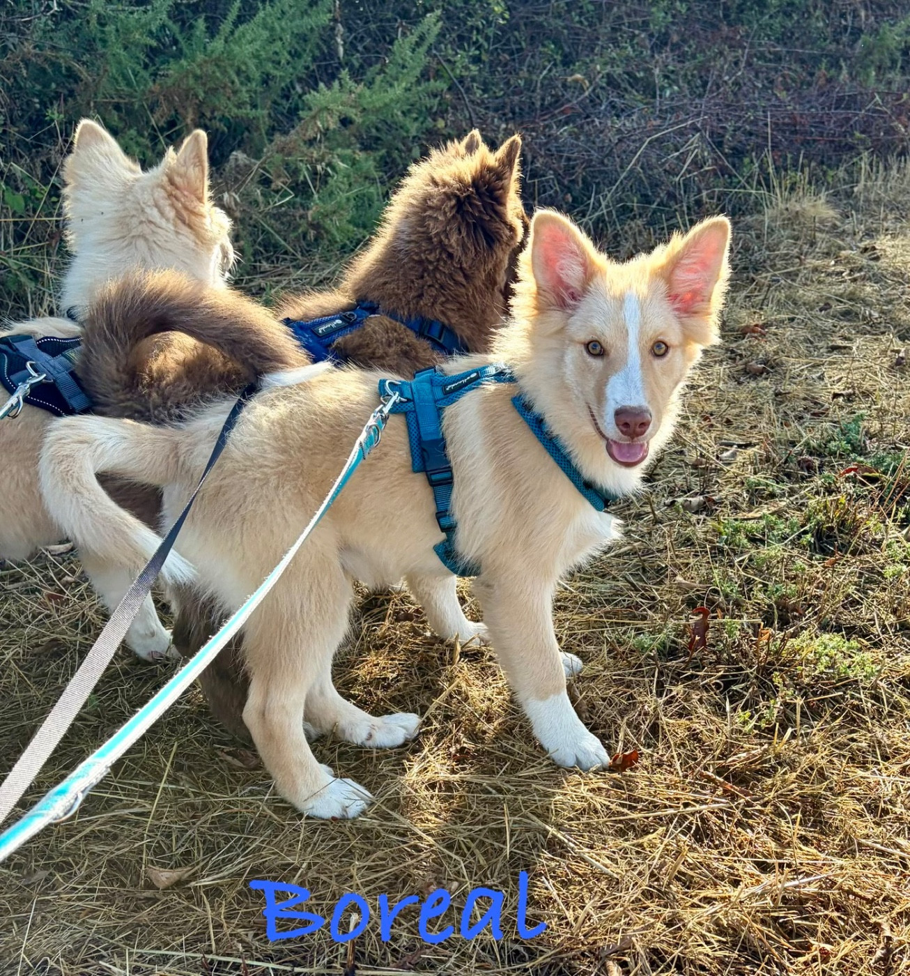 Edli Lifsins - Chiots disponibles - Berger islandais
