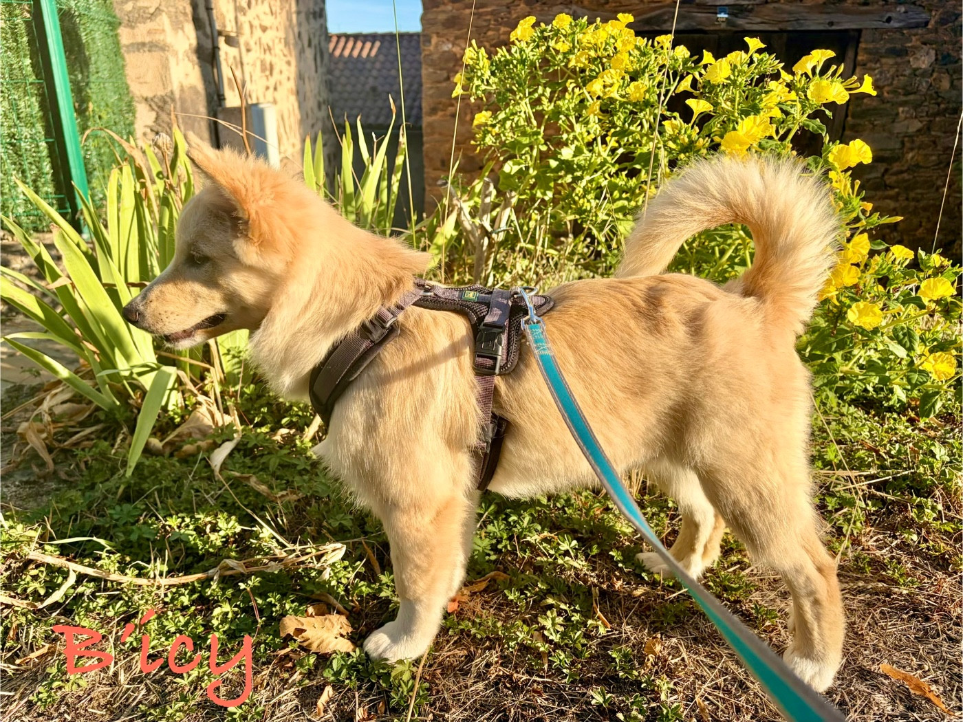 Edli Lifsins - Chiots disponibles - Berger islandais