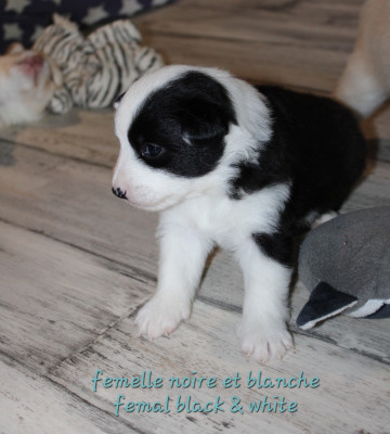 femelle noire et blanche