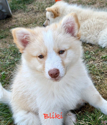 Baïky
