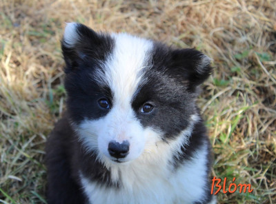 Blóm